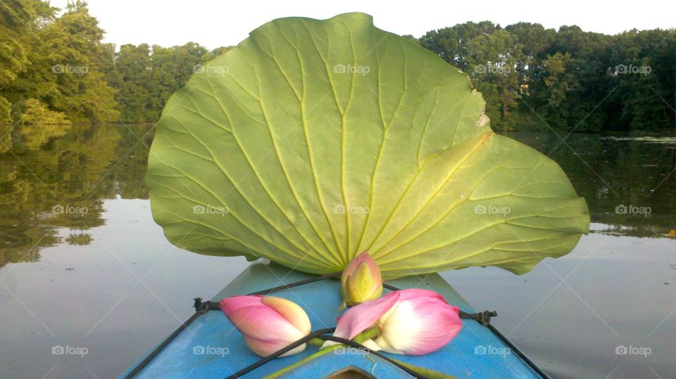 Water, Nature, Leaf, No Person, Lake