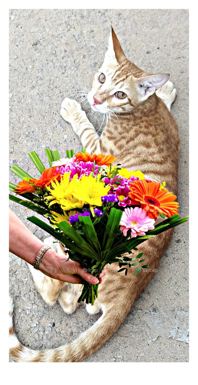 Giving flowers to cat