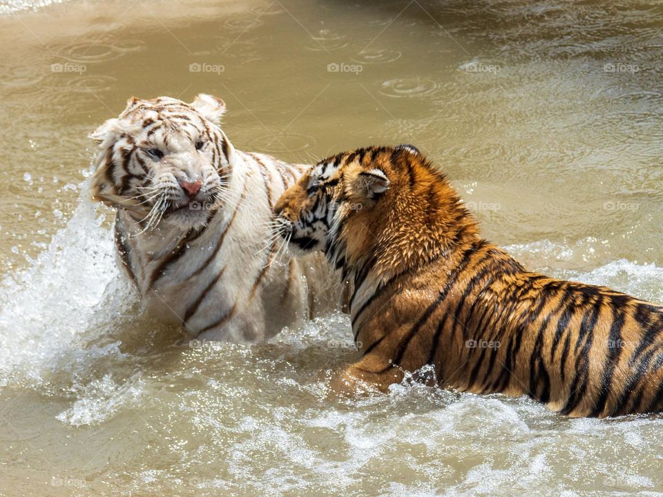 A Bengal tiger and a white tiger play in the water on a hot summer day at a wild animal sanctuary