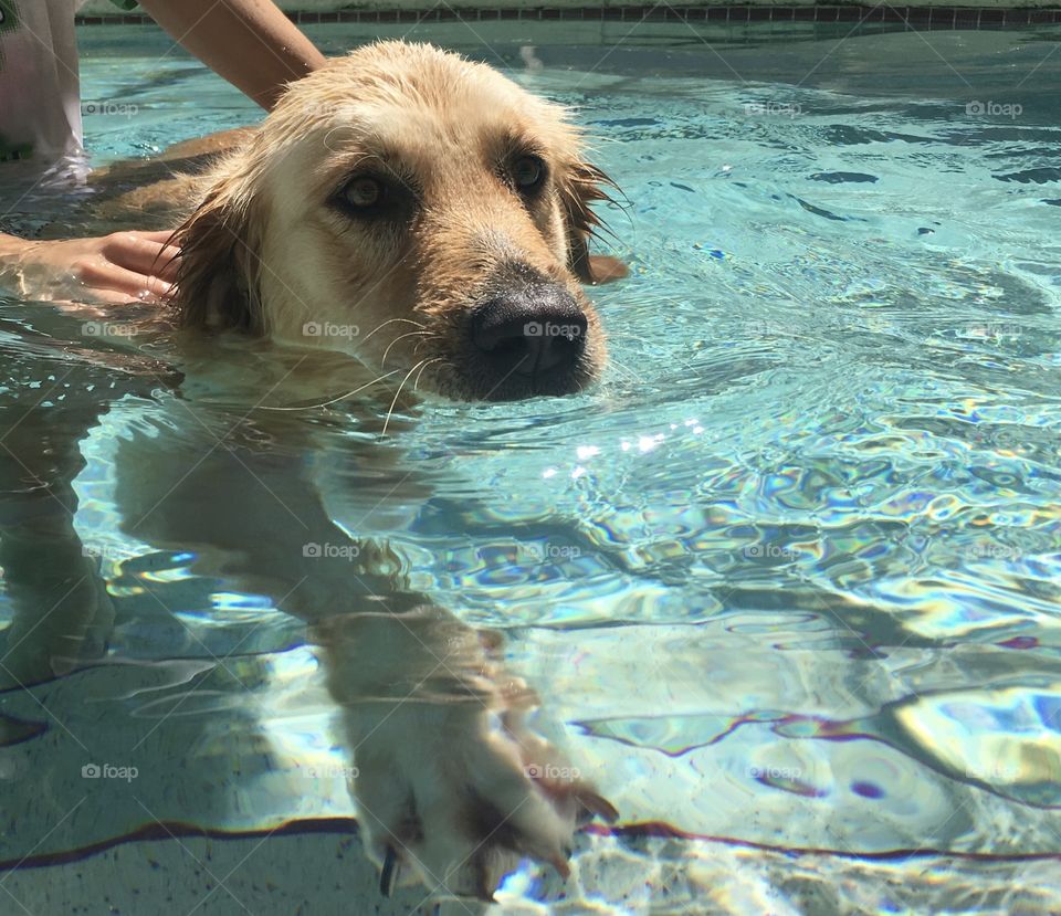 Swimming in pool with my golden retriever