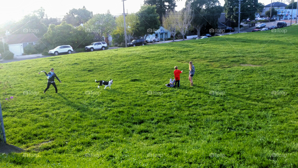 ball fetch with dog