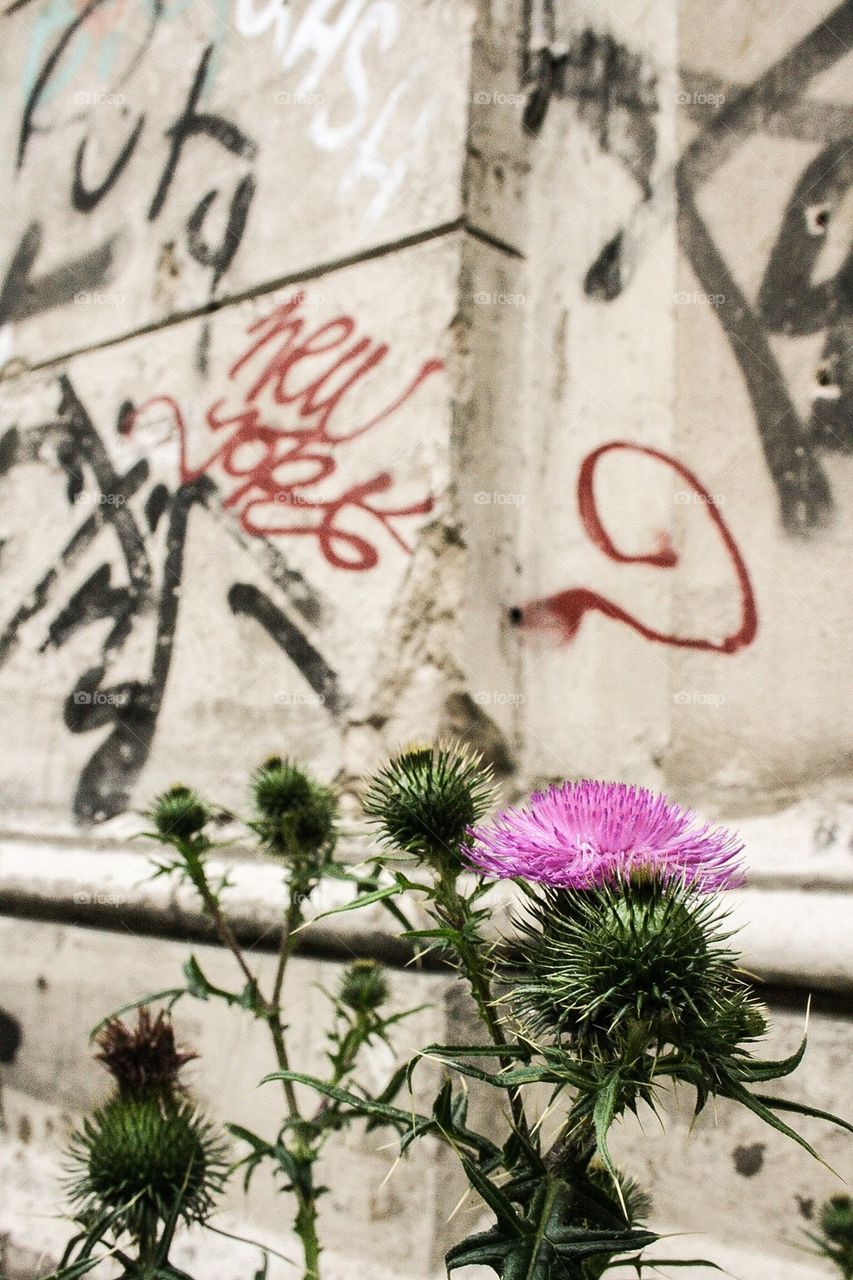 thistle grafiti