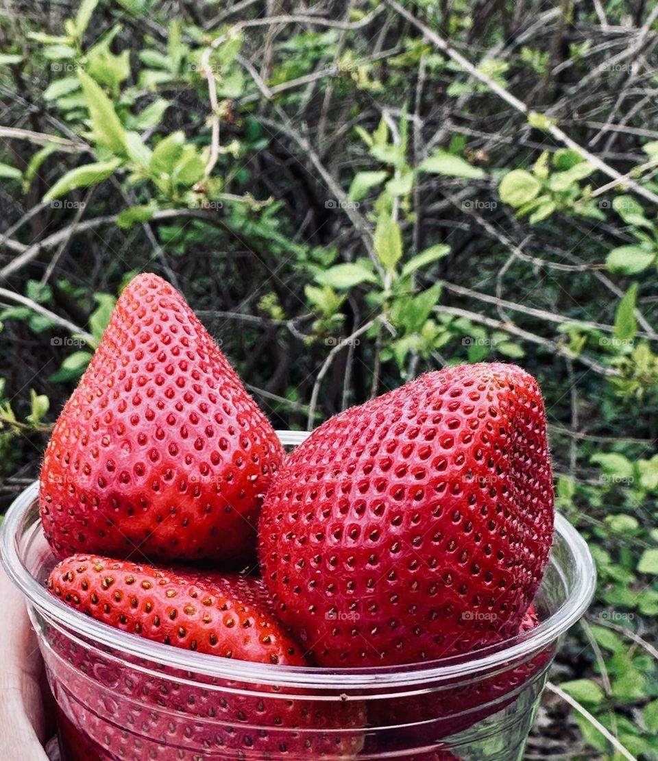 Close up photo of strawberries inside the transparent cup against the green bushes. 