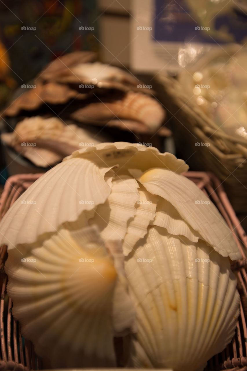 Seashells collection