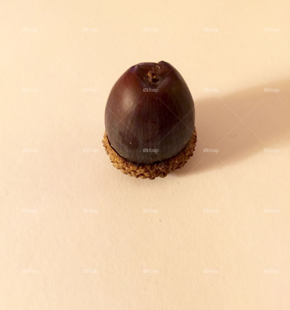 Acorn