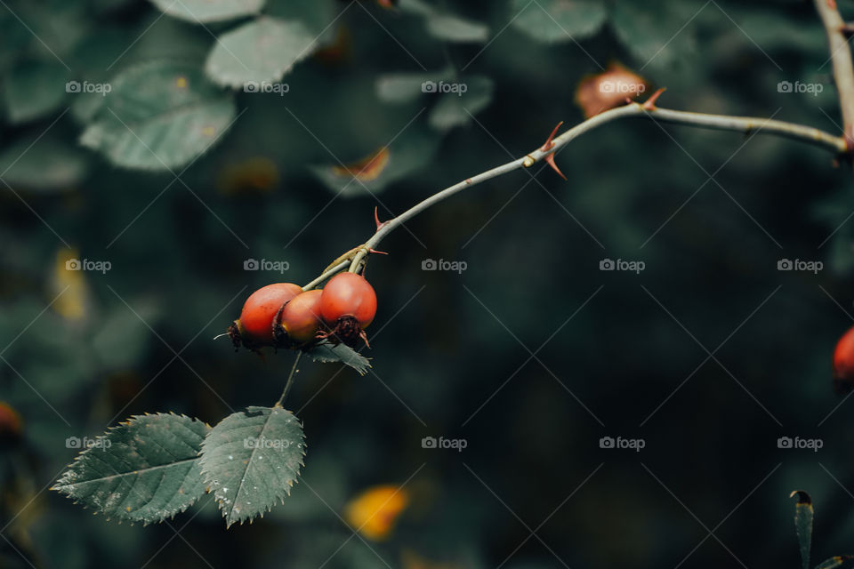 Three berries on the green background 