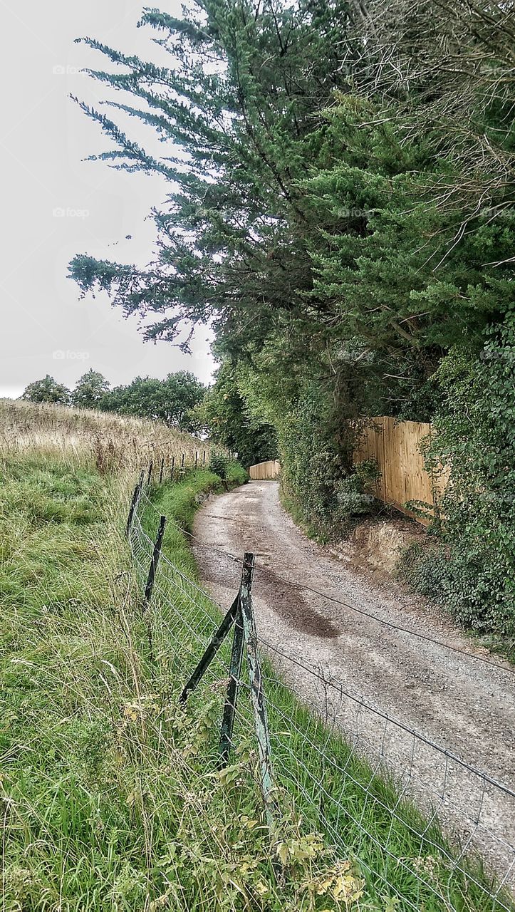fenced lane with foliage