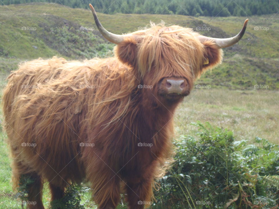 scottish cow in the isle of mull