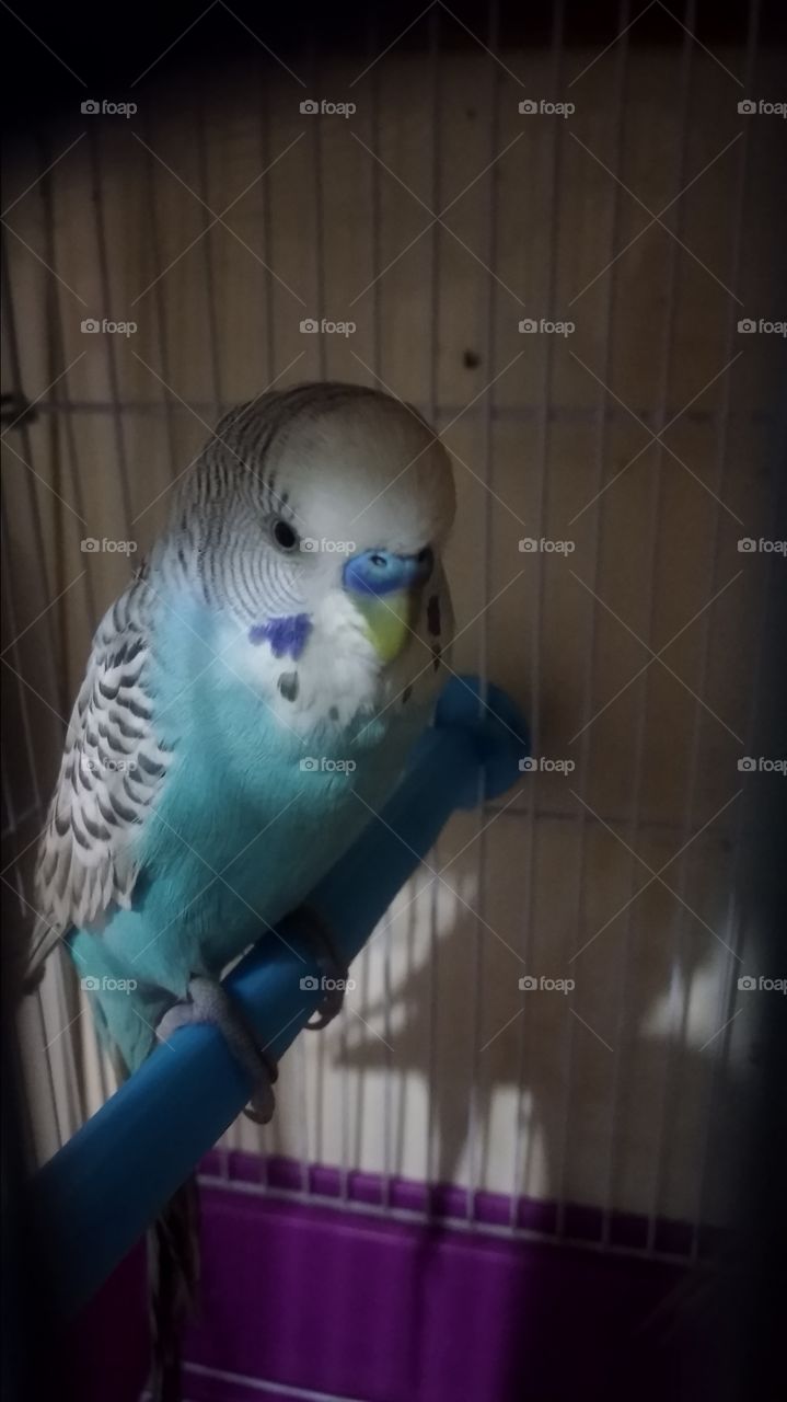 My little cute bird