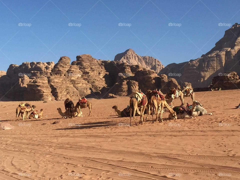 A Camel garage in the desert