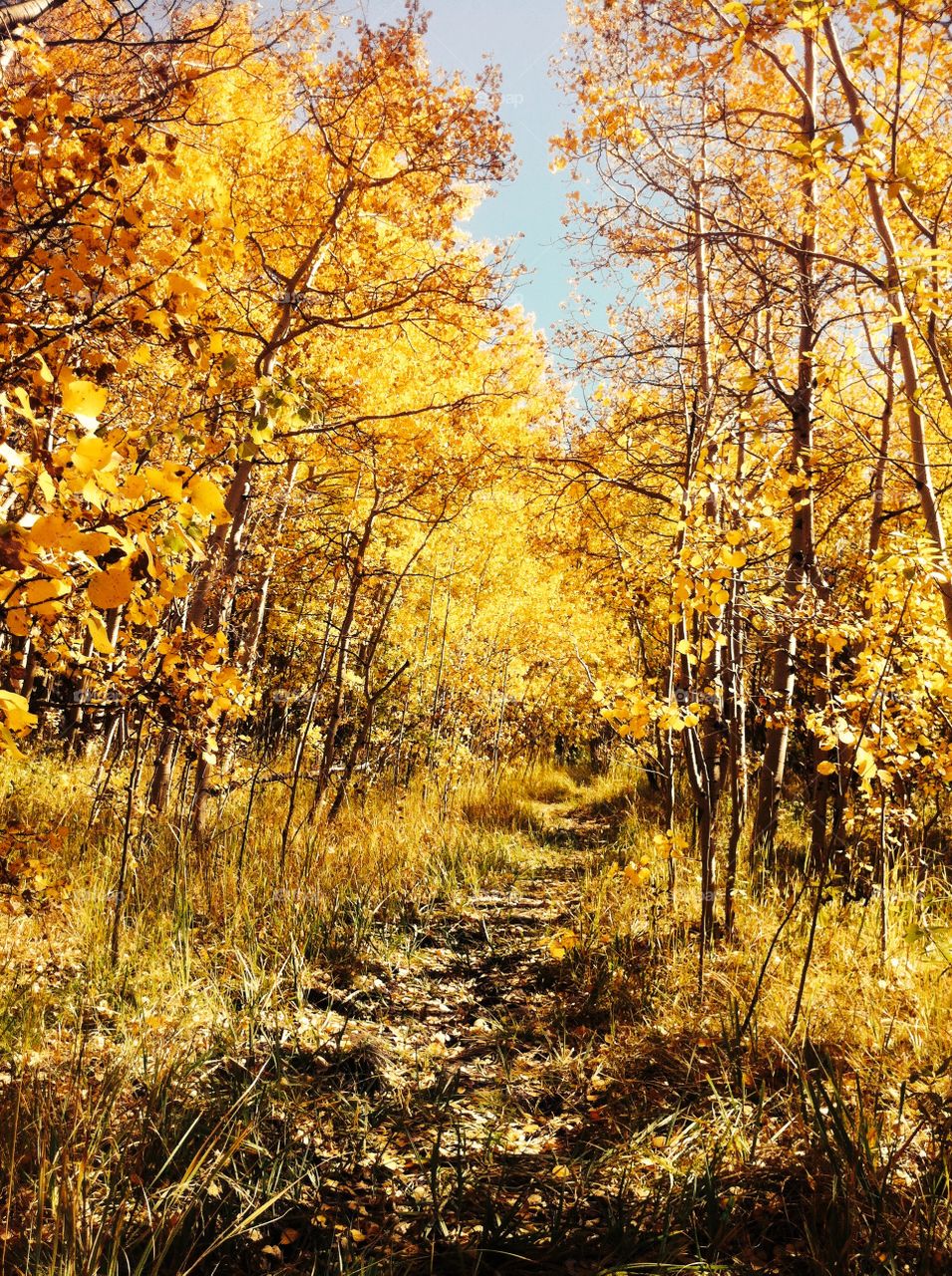 The path to Autumn. If ever there was magic in this world, this is the place where one would find it.

Photo taken in Laramie, WY.