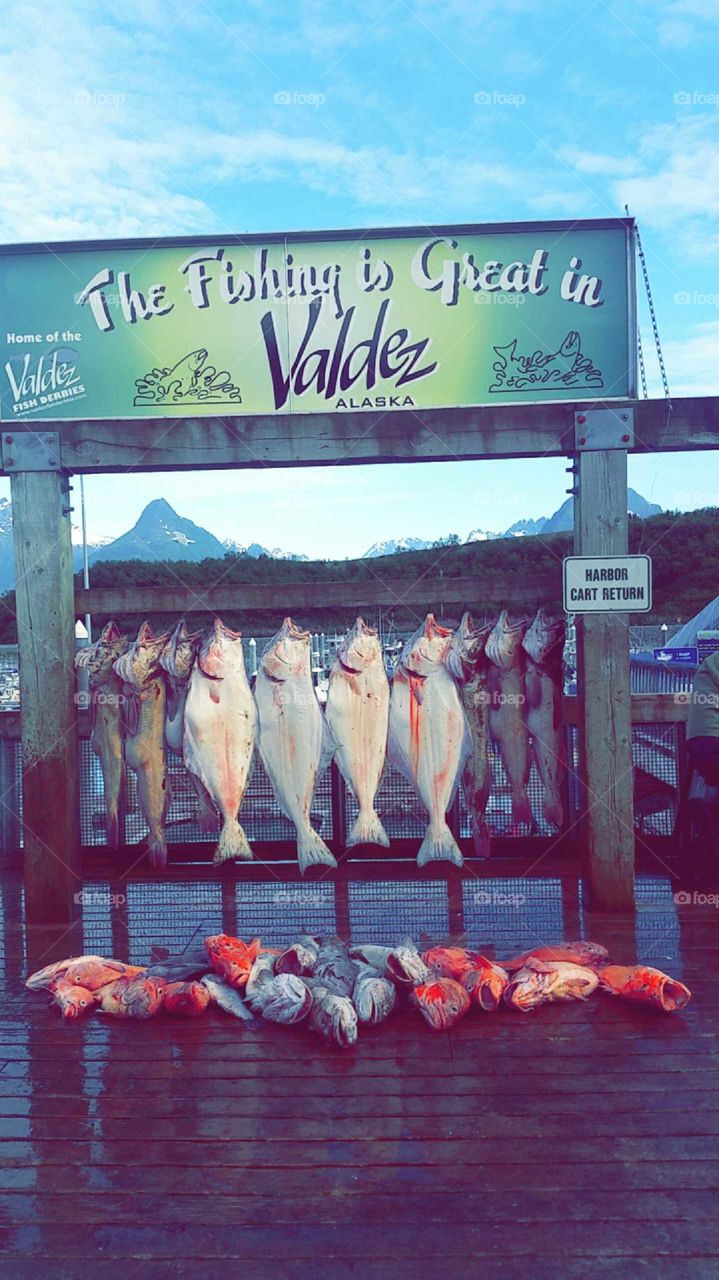 Valdez Alaska fishing trip
