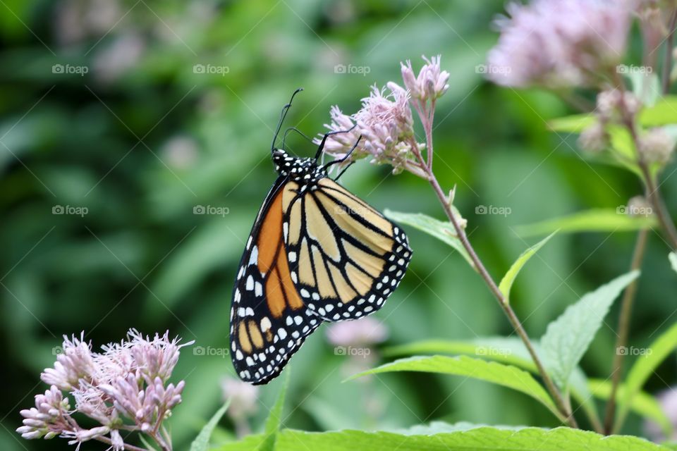 Monarch butterfly on milkweed 