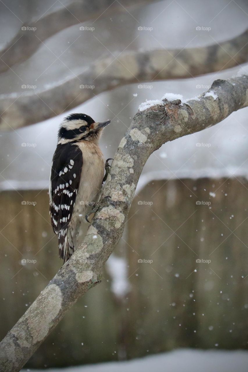 A beautiful Downy Woodpecker takes a rest during a Winter snowfall in Clarksville, TN 