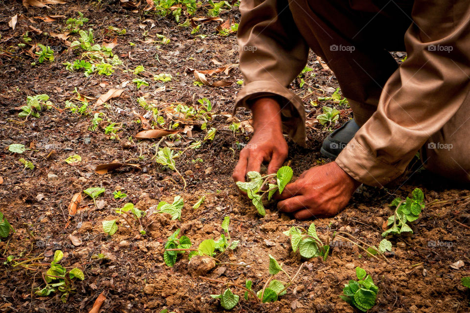 Person planting plants