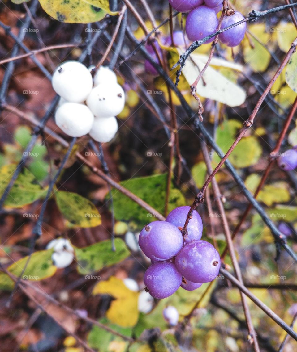 Berries