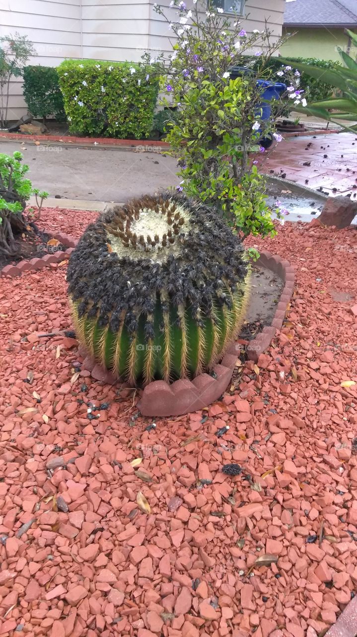 round cactus