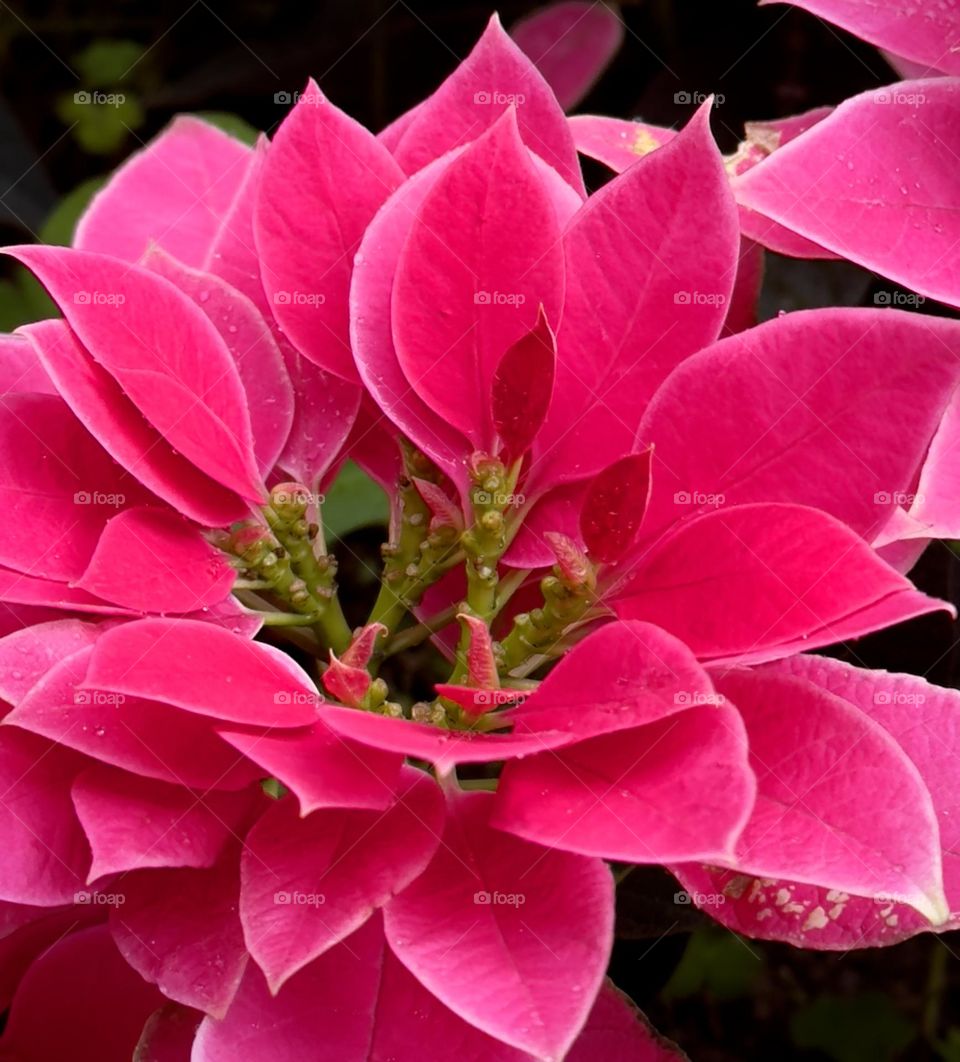 Pink poinsettia