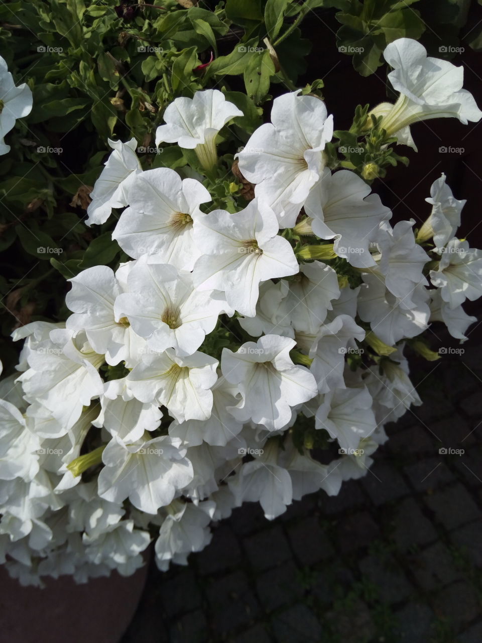 Gengenbach in Schwarzwald