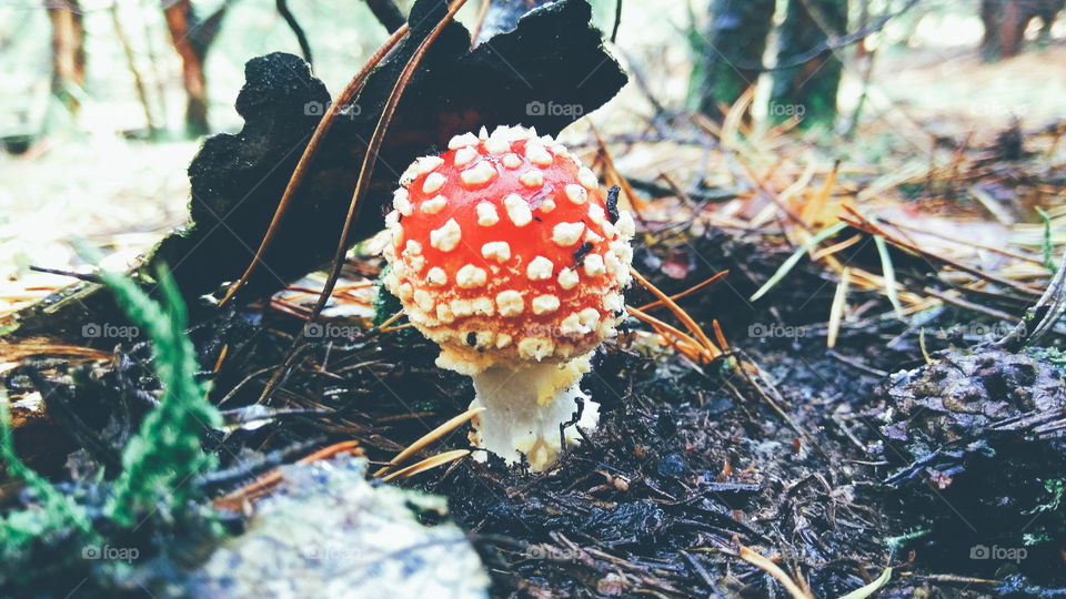 beautiful red fly agaric in the forest