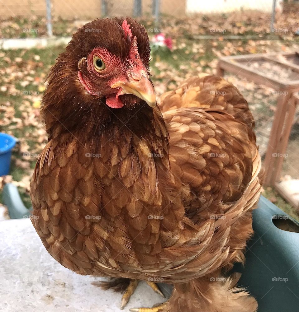 Beautiful curious Red Cochin bantam hen looking at the camera.