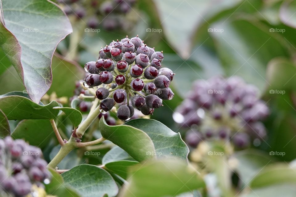 Wet purple ripe berries of common ivy. Ivy berries are somewhat poisonous to humans, but ivy extracts are part of current cough medicines.