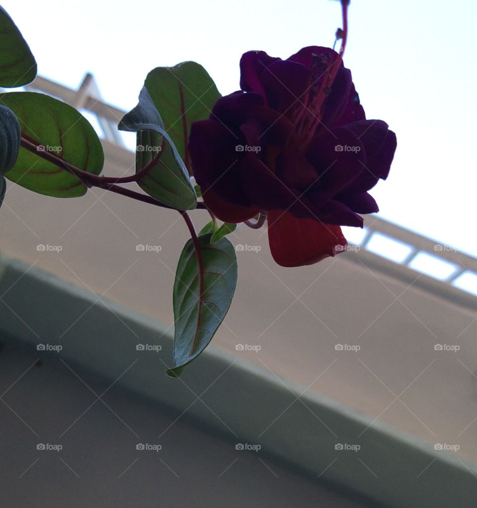 beautiful red flower