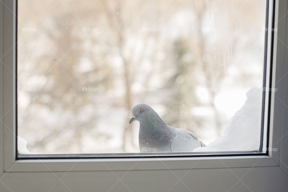 Portrait of pigeon outside the window