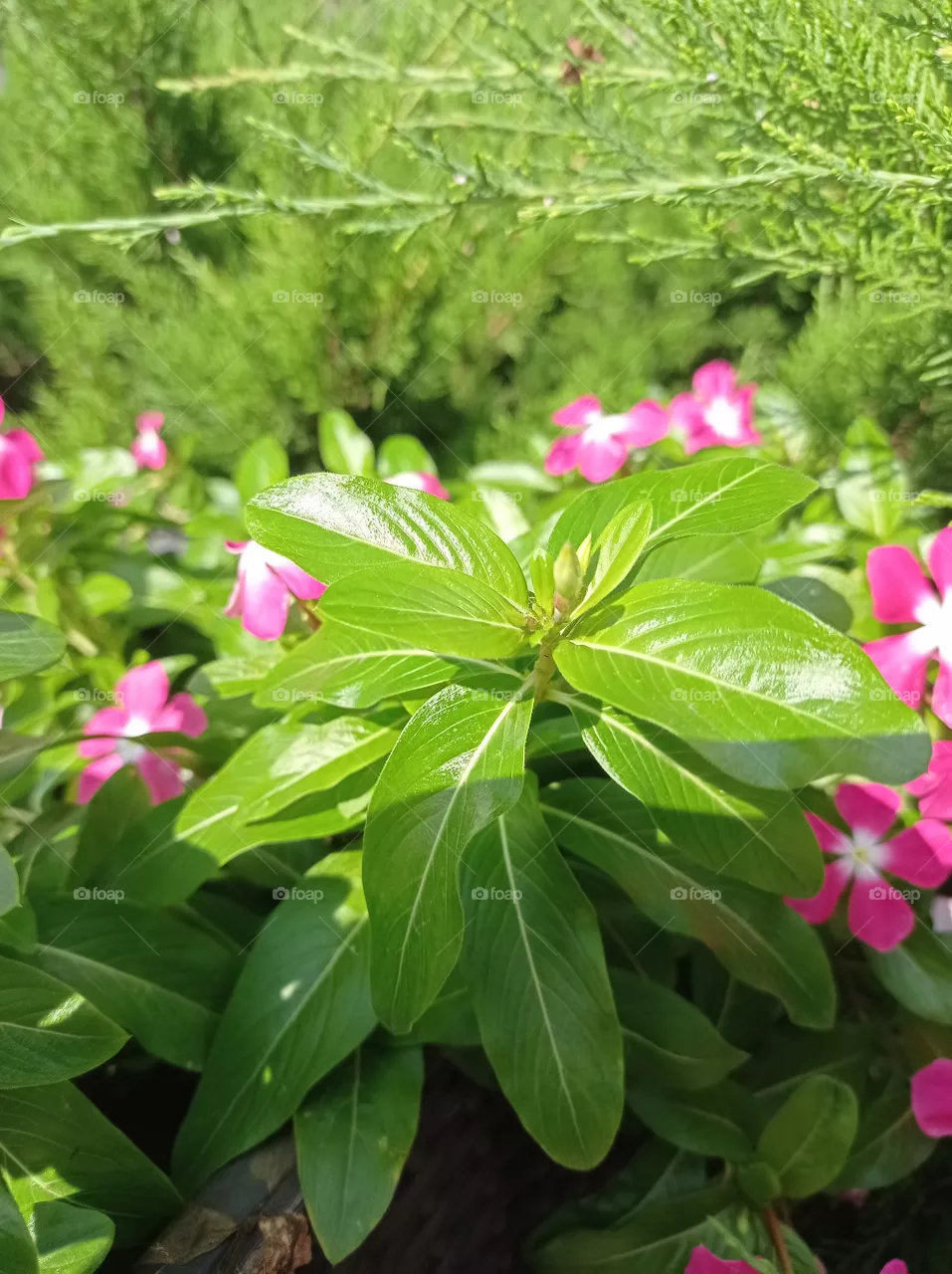 plants and flowers
