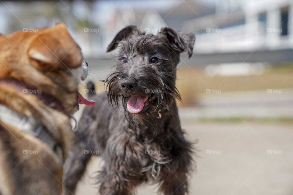 Playdate at the dog park with a new friend.