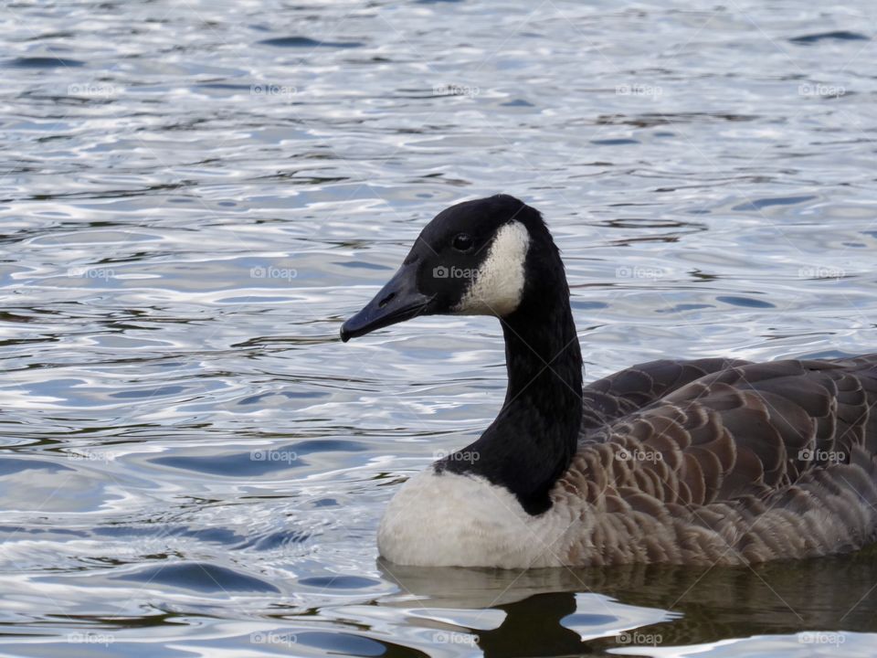 goose