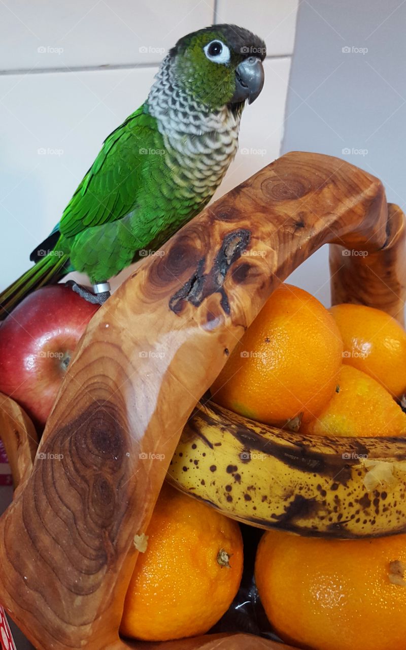 beautiful bird sitting on fruit bowl