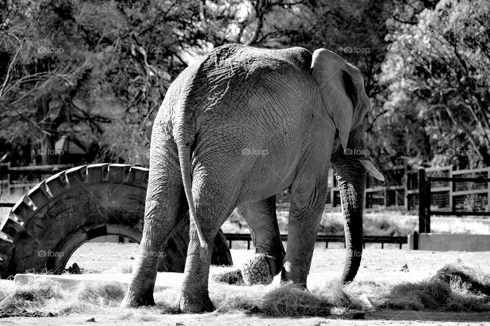 Back view of an elephant