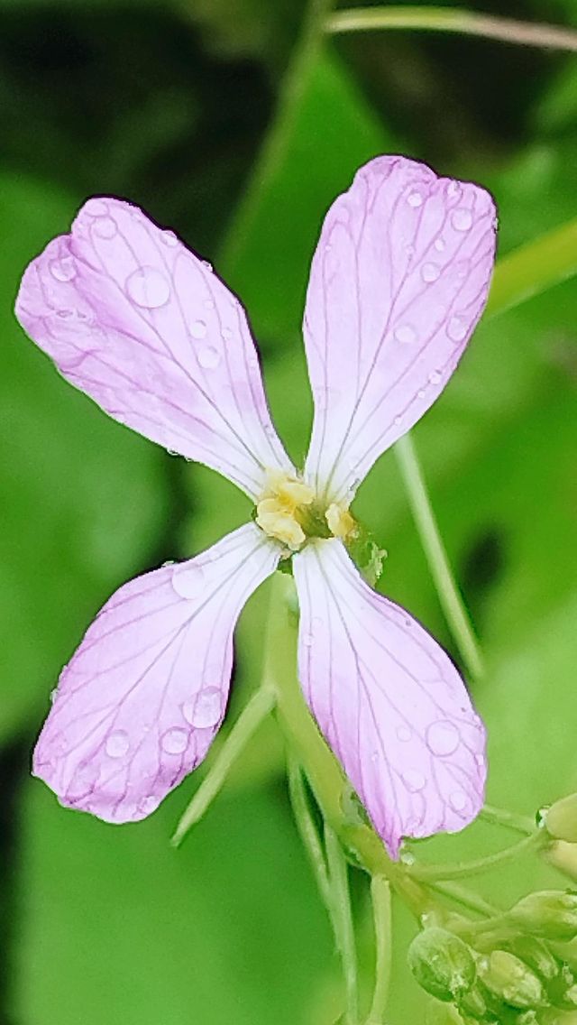pink flower