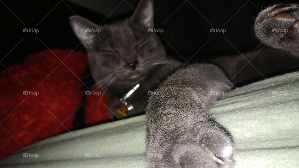 adorable sleeping gray cat