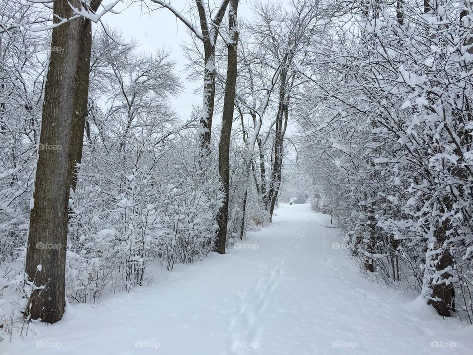 Winter walk in the woods