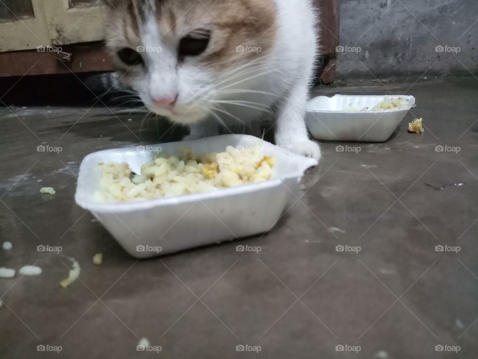 Cute cat eating.