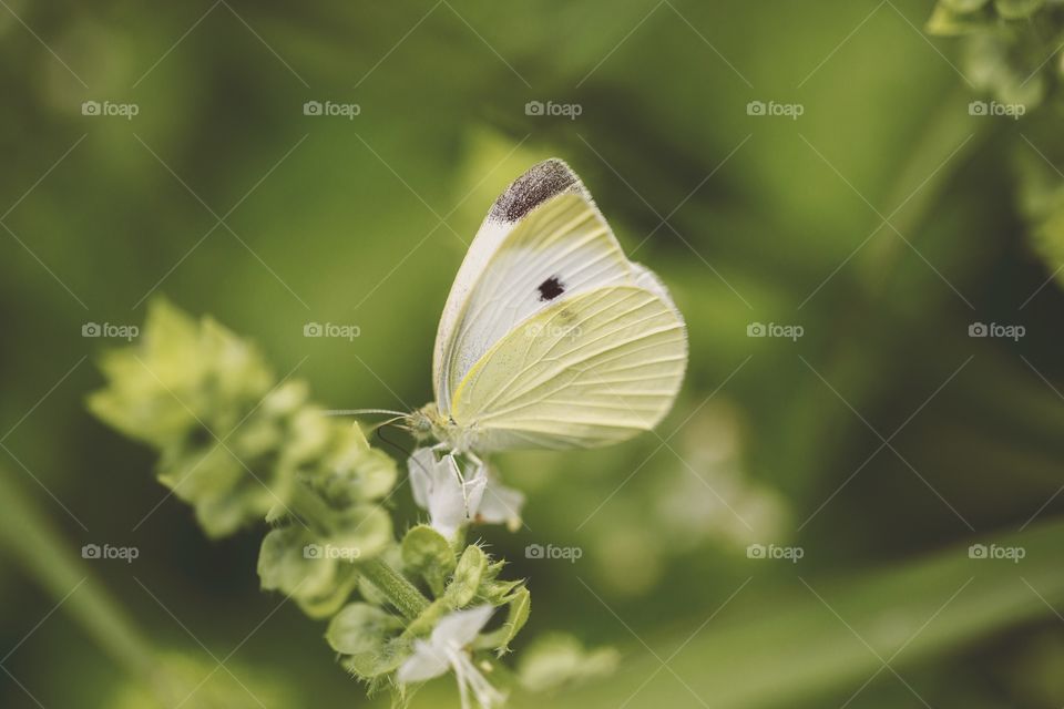 Macro moth