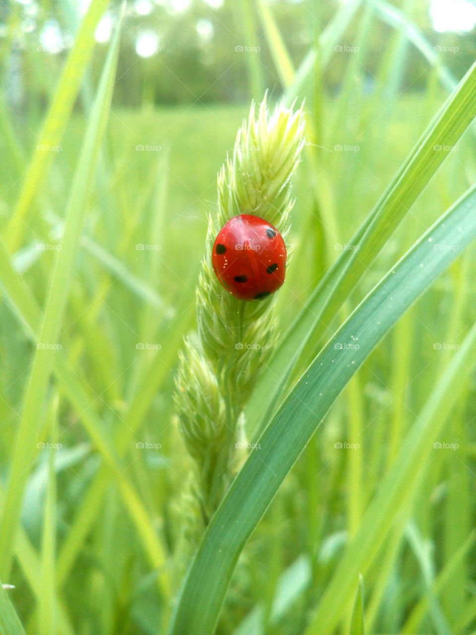 Grass, Nature, No Person, Ladybug, Leaf