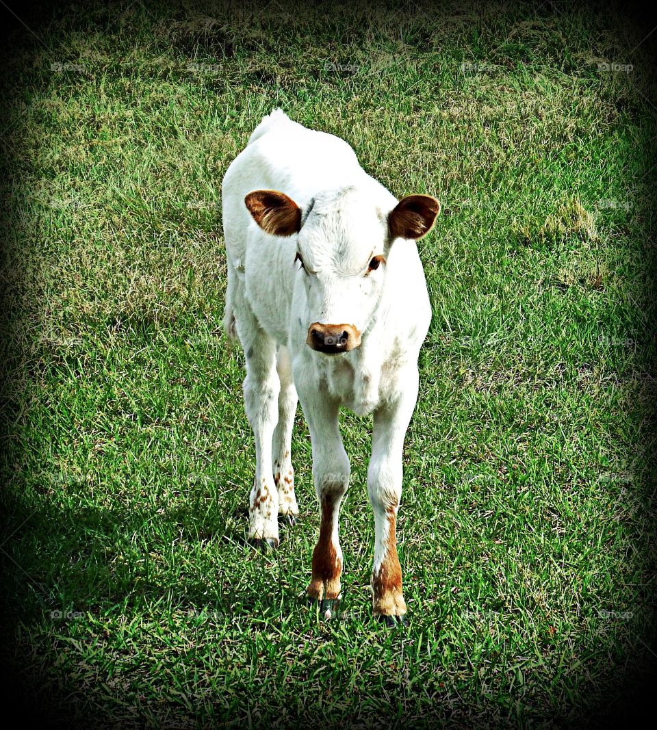 Little baby cow