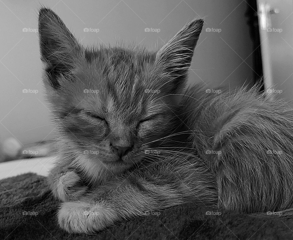 Tabby kitten sleeping 
in black and white
