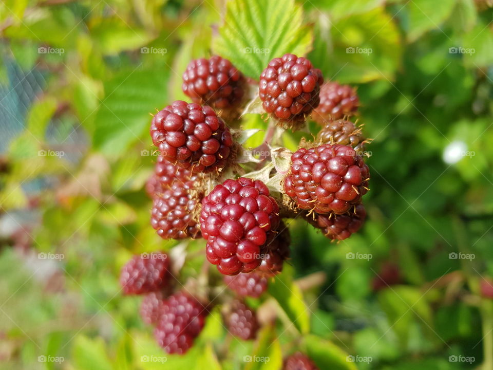 Blackberries