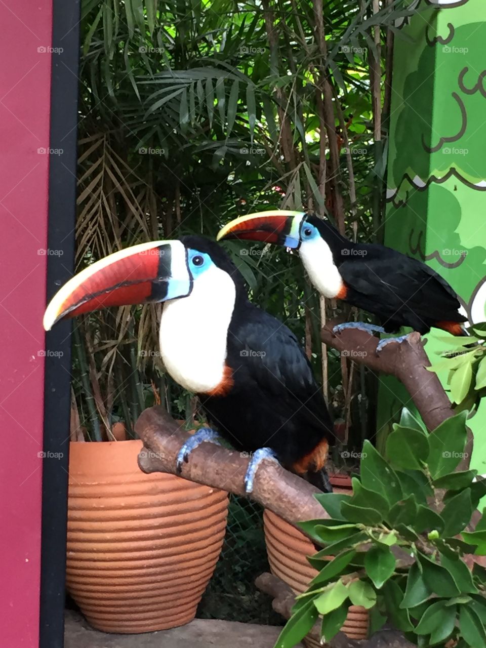 Two Toucans 