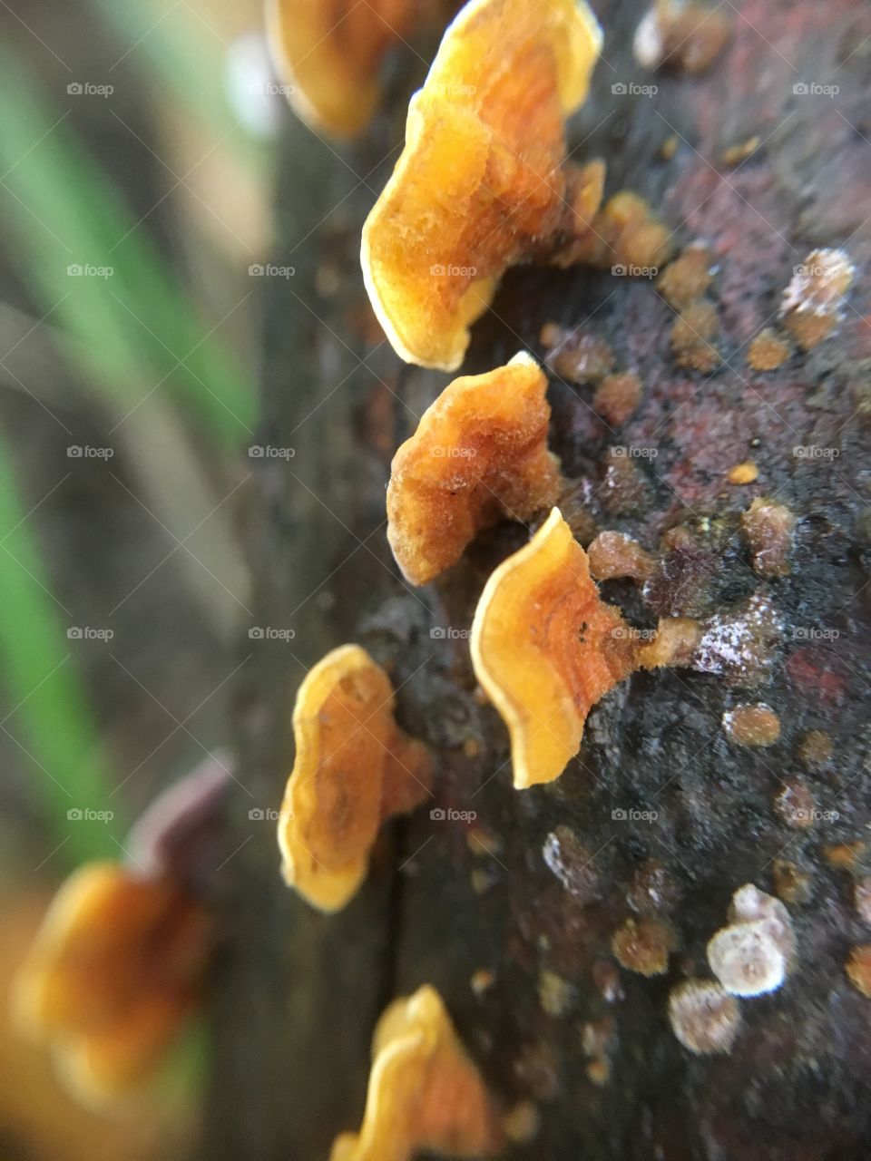 Fungus