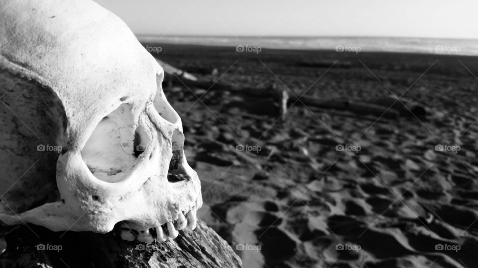 Skull overlooking the ocean.
