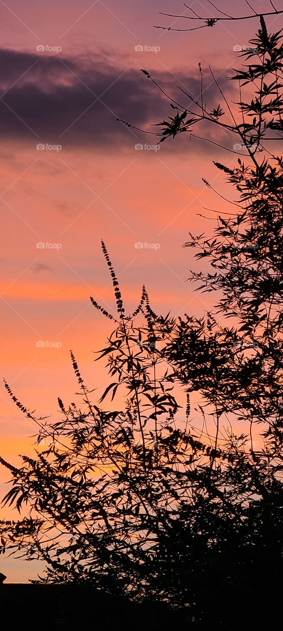 Sunset Sky Tree Silhouette