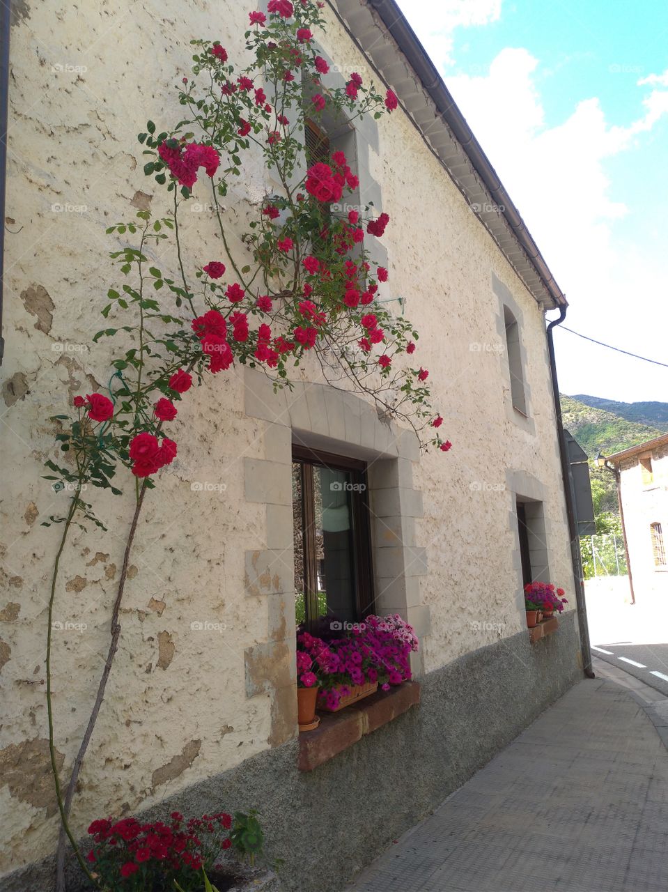 Rosas rojas en la pared de una casa de pueblo