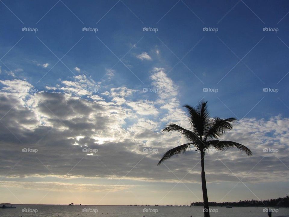 SUNRISE W PALM on OCEAN