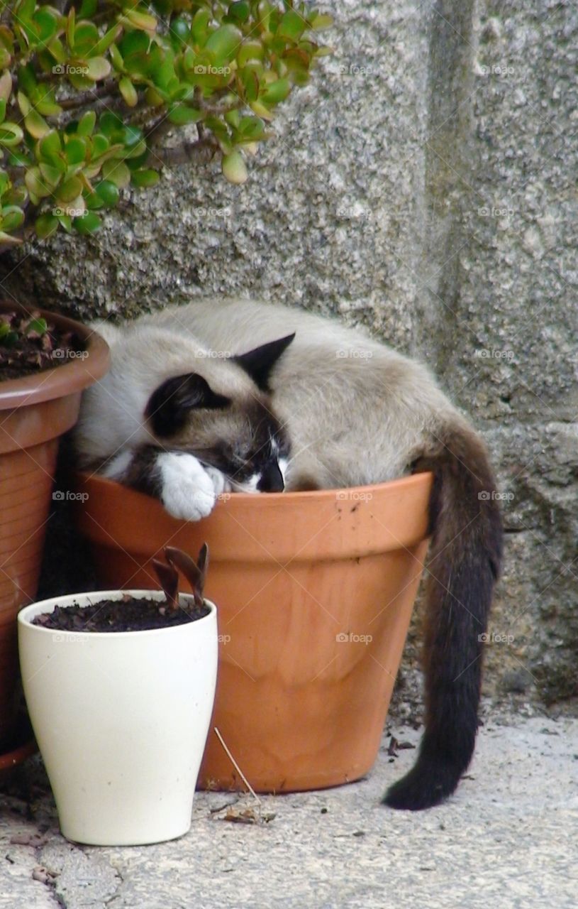 Cat plant