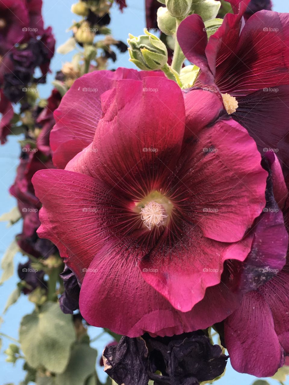 Deep Divine Red Wine